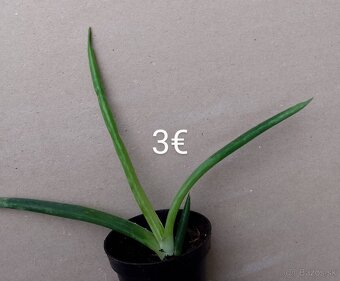 Aloe Vera - 3
