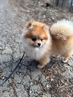 Pomeranian - 3