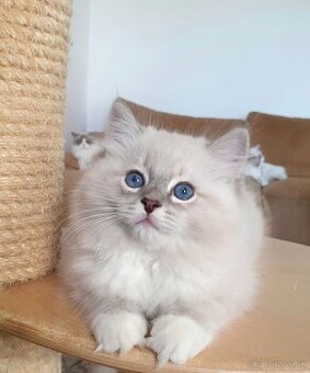 Ragdoll kocourek do chovu - 3