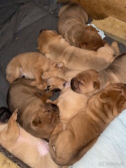 Sharpei - 3
