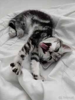 Britské krátkosrsté whiskas mačiatko - 3