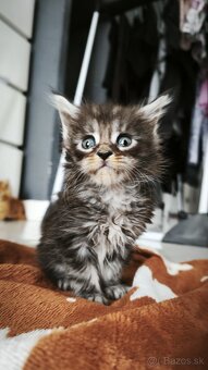Mačička Maine coon , úhrada aj na časti - 3