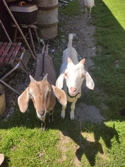 🐐 Na predaj – kozliatka, 5 mesiacov, krížence🐐 - 3