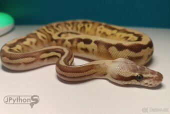 Python regius / pyton kralovsky - 3