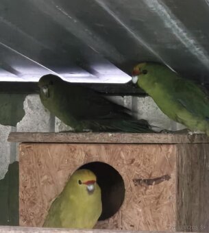 Kakariki žltočelý- predám alebo vymením tohtoročné odchovy - 3