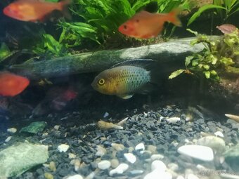 Akarka zelená ( Nannacara anomala ) - 3
