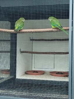 Papagáj nádherný Baraband - 3