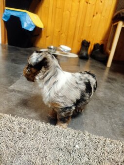 Yorkshire Biewer blue merle - 3