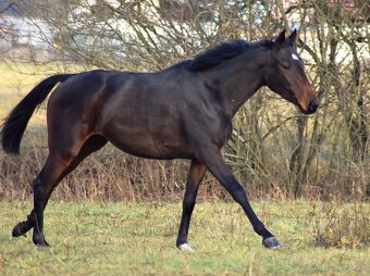 Predam mladú kobylu - 3