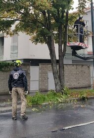 Pílenie stromov, arboristika, výrub stromov, orez stromov - 3