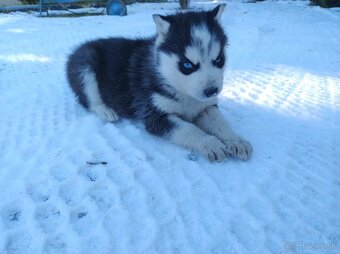 Šteniatka sibírsky husky - 3