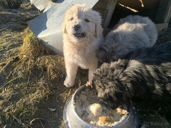 Predám šteňatá - 3