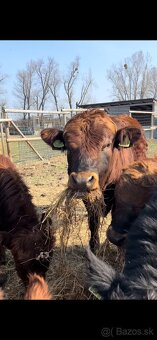 Jatočné býčky - 3