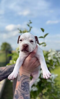 American bully XL/XXL s PP/stafford/pitbull/cane corso - 3