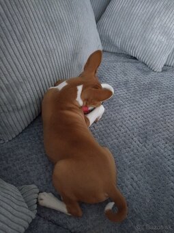 Basenji - 3
