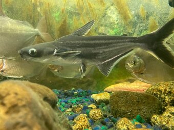 Panagasius - 3
