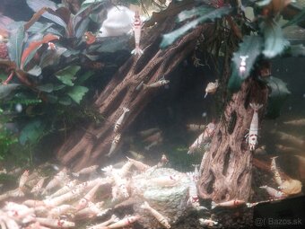 Predam krevetky Caridina - 3