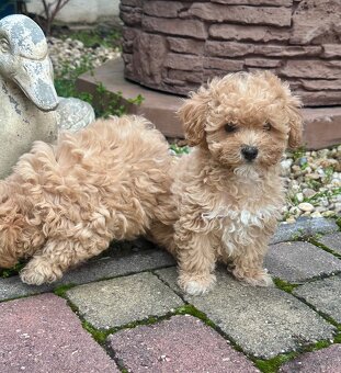 Maltipoo, pudel, maltezak - 3