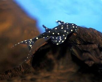 Hydrolycus armatus + import - 3