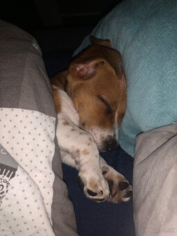 Jack Rasel terrier - 3
