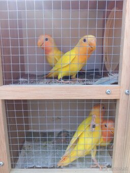 Agapornis ružovohrdlý - 3