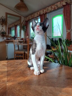 Cornish rex - 3