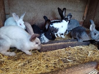 Predám králiky rôznych plemien a sfarbenia - 3