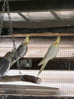 Korela, Papagáj horský - 3