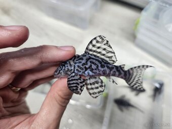 L 236 Super White - dospelá skupinka - 3