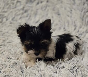 Biewer yorkshire terier - 3