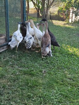 Predám Indické bežce - 3