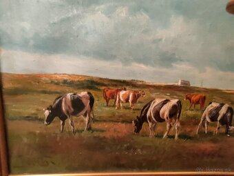 OLEJ KRAVY NA PAŠI - 3