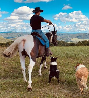 Pripúšťanie APH žrebcom - 3