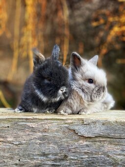 Zakrslý králik - 3