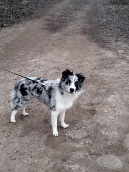 Border kólia šteniatka - 3