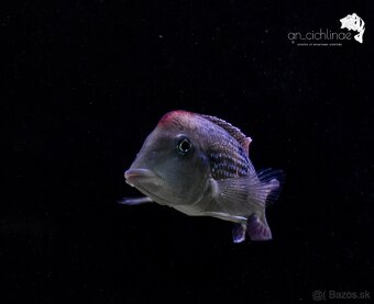 Geophagus sp. Alto sinu- odchov - 3