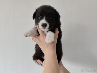 Border collie/Border kólia s preukazom o pôvode (PP) - 3