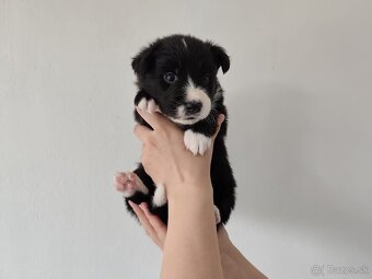 Border collie/Border kólia s preukazom o pôvode (PP) - 3
