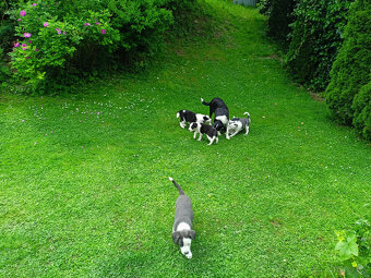 Border Kolia - 3