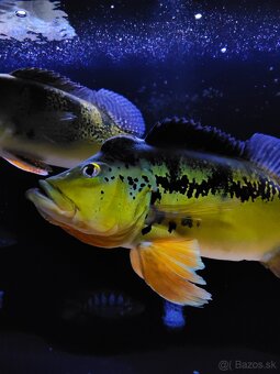Cichla ocelinea - 3