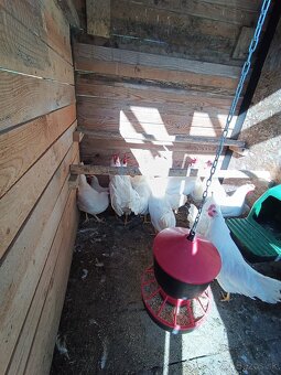Leghorn - 3