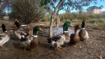 Predám Ruánske kačice - 3