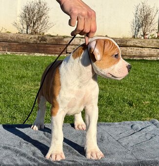 Psík Atrey 🐶 Americký Stafordšírsky teriér s PP 🐾 🩵 - 3