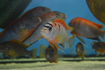 Predám prebytky chovu - Africké cichlidy - 3