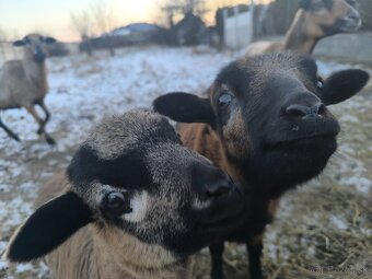 Predám ovce kamerunské    60€ - 3