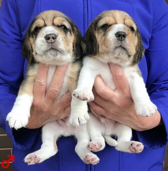 Bígel Beagle Bigl s PP FCI - 3