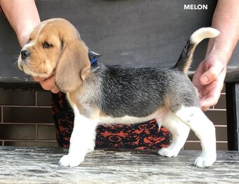 Bígel Beagle Bigl s PP FCI - 3