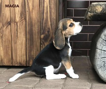 Bígel Beagle Bigl s PP FCI - 3