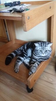 Whiskas mačiatka - 3