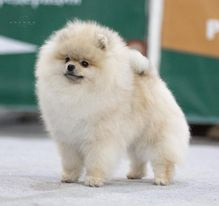 POmeranian - 3